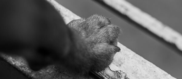 Лапа собаки, архивное фото Лапа собаки, архивное фото - Sputnik Беларусь