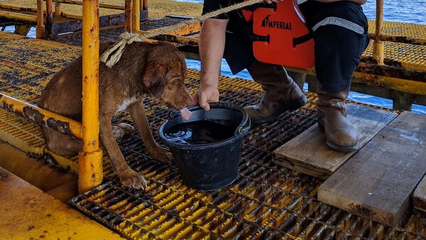 Таиландские нефтяники спасли собаку, плававшую в открытом море в 220 км от берега - Sputnik Беларусь