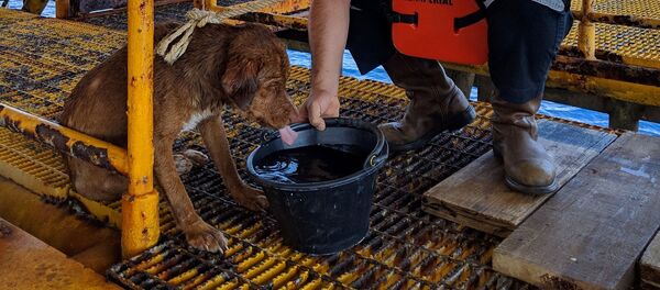Таиландские нефтяники спасли собаку, плававшую в открытом море в 220 км от берега - Sputnik Беларусь
