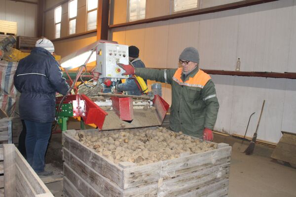 Не резать семена и правильно выбрать сорт: наивные вопросы о картошке Не резать семена и правильно выбрать сорт: наивные вопросы о картошке - Sputnik Беларусь