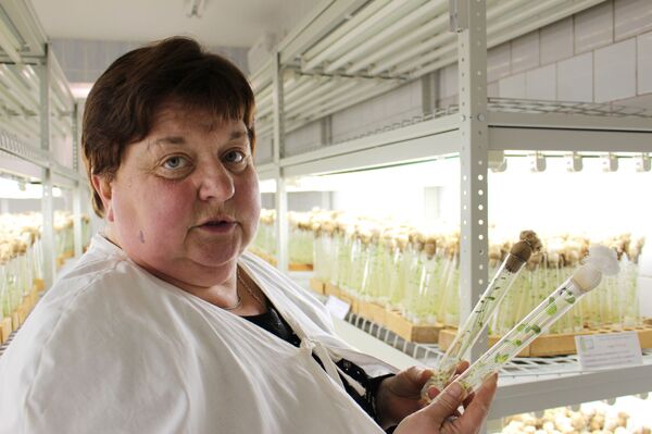 Не резать семена и правильно выбрать сорт: наивные вопросы о картошке Не резать семена и правильно выбрать сорт: наивные вопросы о картошке - Sputnik Беларусь