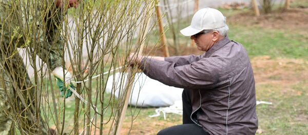 Кроме деревьев, важную роль в озеленение сквера занимают кустарники, их тоже проинвентаризируют Кроме деревьев, важную роль в озеленение сквера занимают кустарники, их тоже проинвентаризируют - Sputnik Беларусь