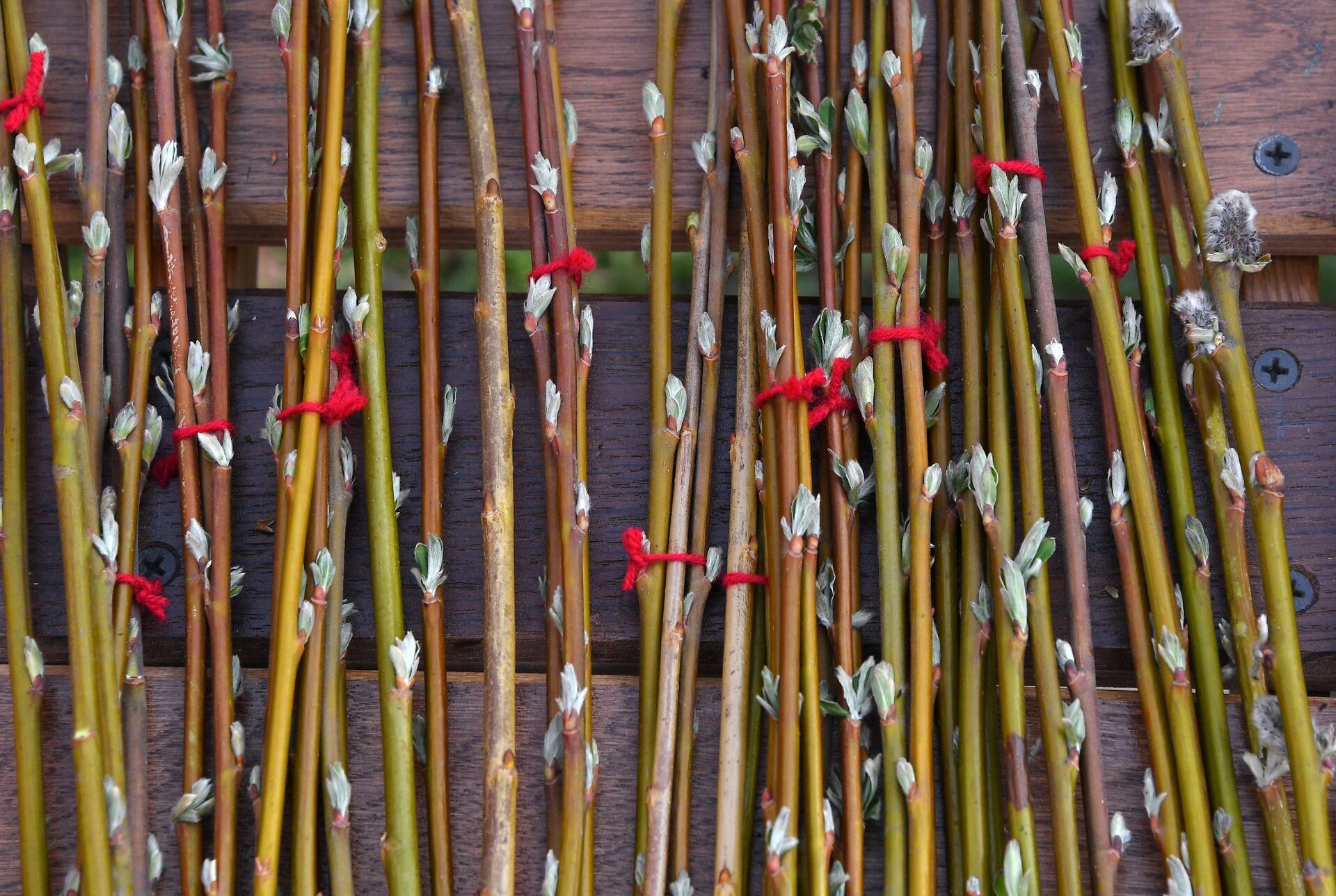 Вербное воскресенье-2019 - Sputnik Беларусь, 1920, 03.04.2026