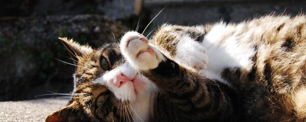 Кошка на солнце, архивное фото - Sputnik Беларусь