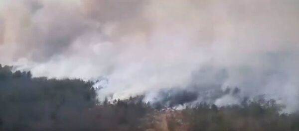 Спасатели тушат крупный лесной пожар в Столинском районе - Sputnik Беларусь