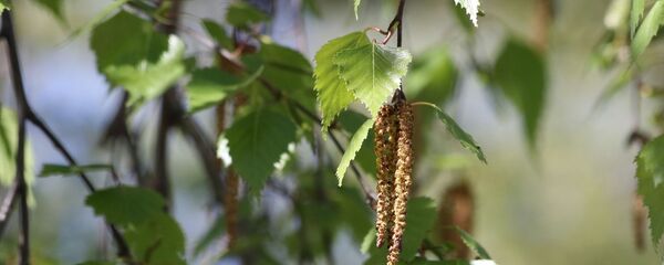 Цветущая береза, архивное фото - Sputnik Беларусь