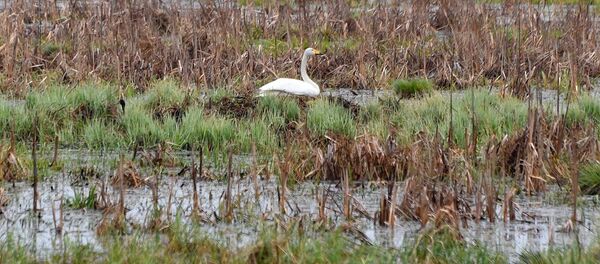 Экскурсия в зону отчуждения ЧАЭС - Sputnik Беларусь