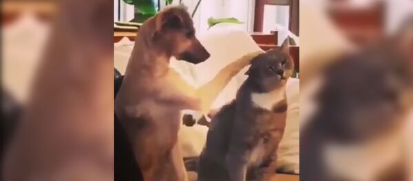 Ревнивый пес погладил кота - Sputnik Беларусь