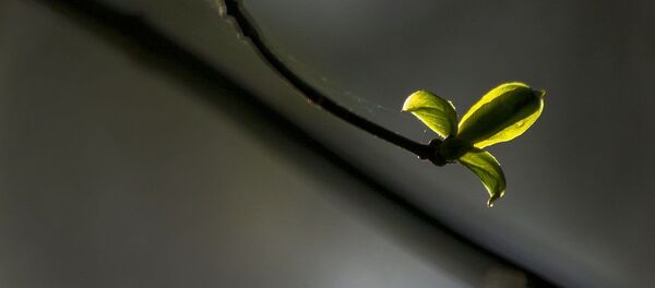 Весна - Sputnik Беларусь