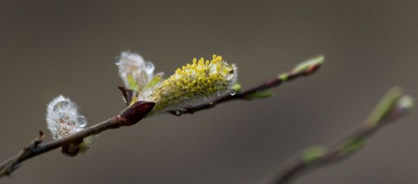 Весна Весна - Sputnik Беларусь