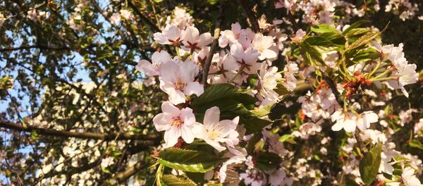 Сакура ў Сендайскім скверы - Sputnik Беларусь