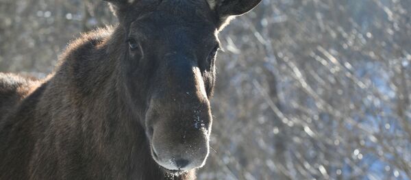 Лосиха - Sputnik Беларусь