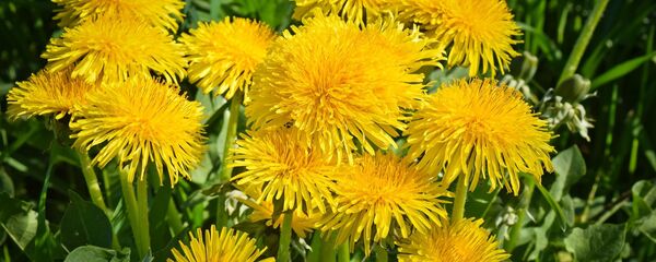 Одуванчики, архивное фото - Sputnik Беларусь