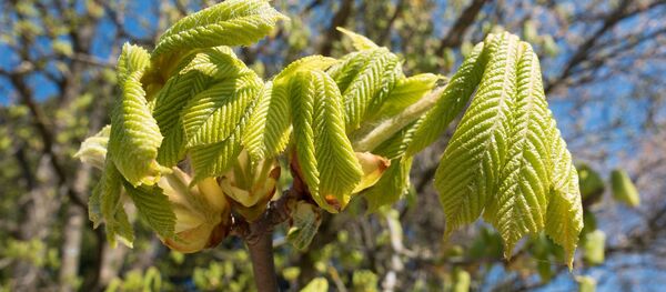 Каштаны весной, архивное фото - Sputnik Беларусь