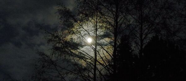 Лес ночью Лес ночью - Sputnik Беларусь