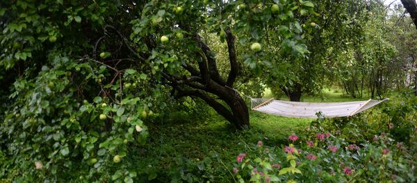 Летом приятно поваляться в гамаке в тени деревьев - Sputnik Беларусь