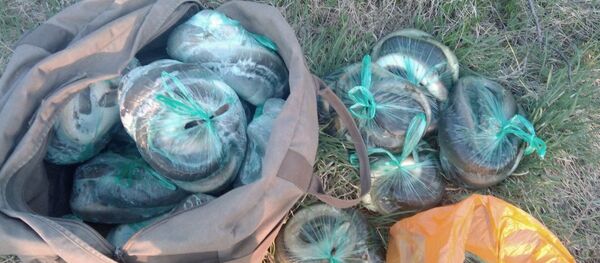 Незаконный улов Незаконный улов - Sputnik Беларусь