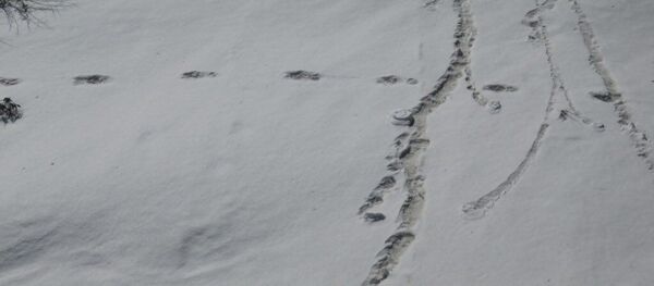 Предполагаемые следы йети - Sputnik Беларусь