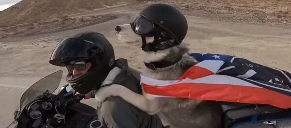 Байкер путешествует по США с собакой на пассажирском сиденье - Sputnik Беларусь