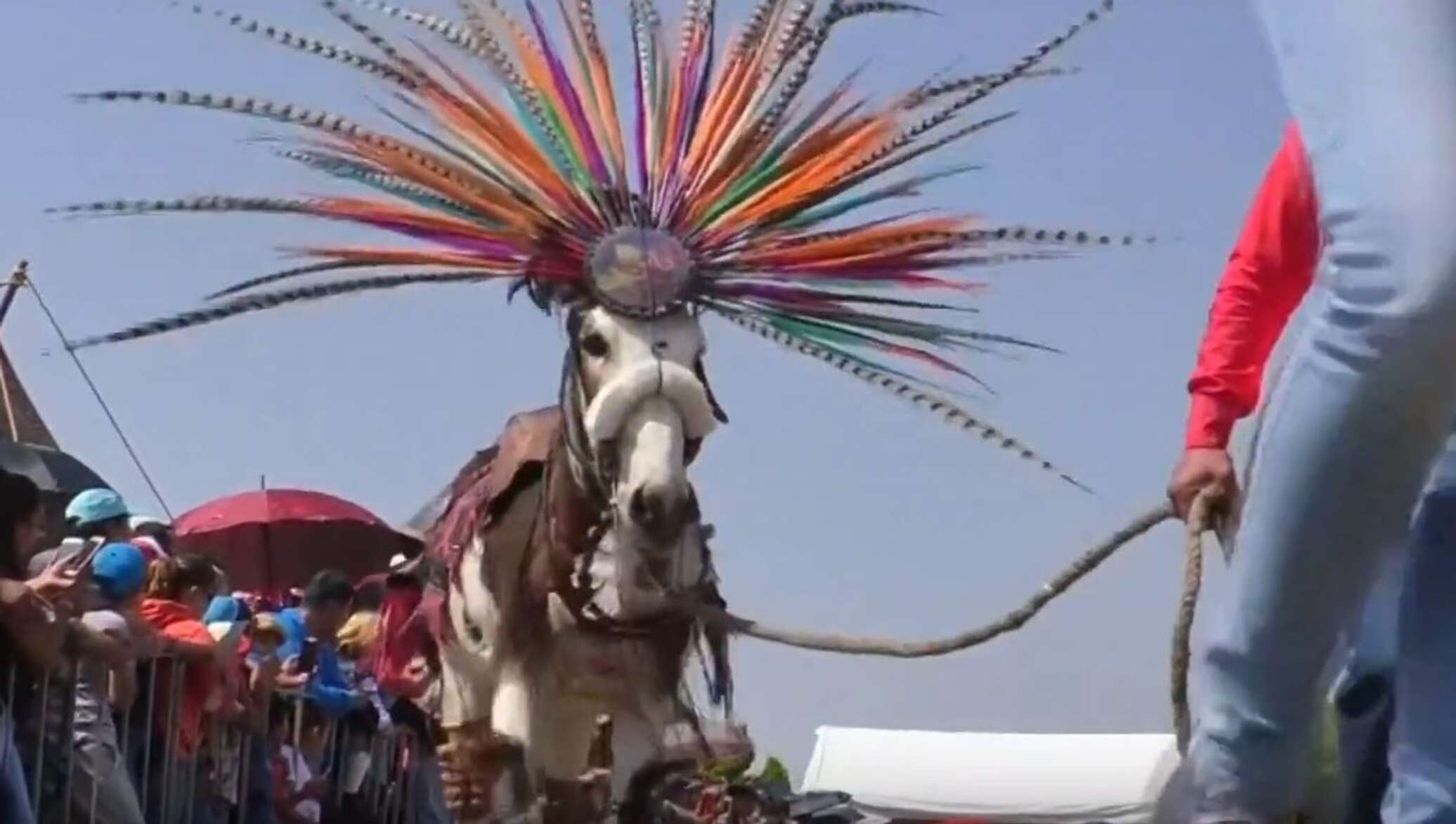 Donkey Show In Mexico Video