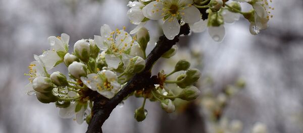 Весеннее цветение садов, архивное фото - Sputnik Беларусь