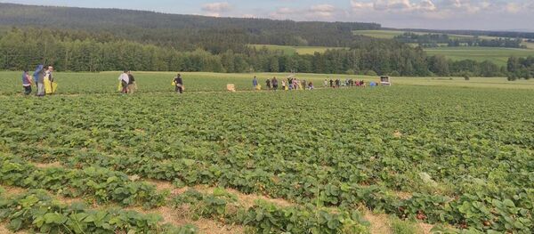 Вставать приходилось в три часа утра, в четыре уже были в поле - Sputnik Беларусь