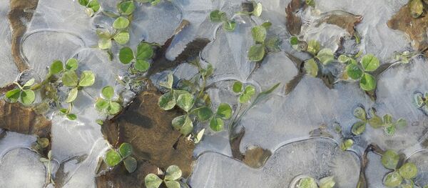 Замерзшие ростки - Sputnik Беларусь