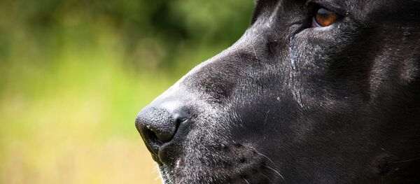 Питбультерьер, архивное фото - Sputnik Беларусь