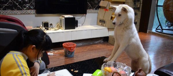 Сабака-выхавака: гэты сабака заменіць любую няню - пацешнае відэа - Sputnik Беларусь