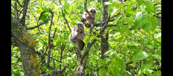 Сотрудники МЧС спасли птенцов в Ветке - Sputnik Беларусь