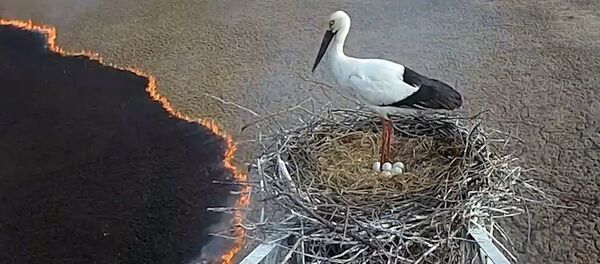 Сам спакой: бясстрашны бусел не пакінуў гняздо, нягледзячы на пажар - Sputnik Беларусь
