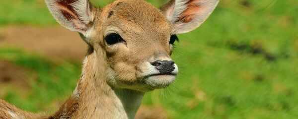 Косуля, архивное фото - Sputnik Беларусь