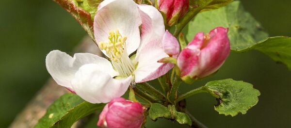 Яблыня Яблыня - Sputnik Беларусь