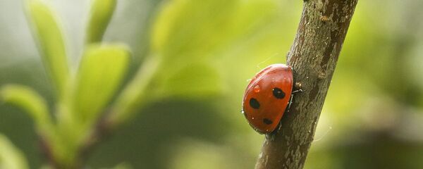 Які сёння дзень: 22 мая 2025 года - Sputnik Беларусь