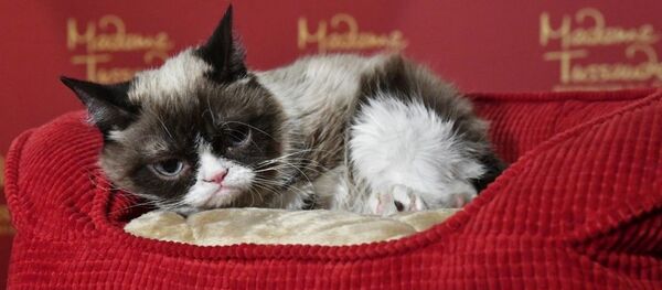 Сердитая кошка, архивное фото - Sputnik Беларусь