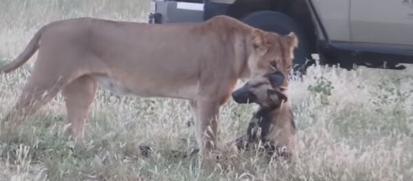 Собака спаслась из пасти льва, притворившись мертвой, видео - Sputnik Беларусь