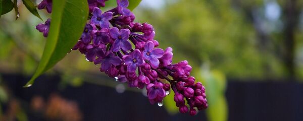 Кветкі бэзу пад дажджом Кветкі бэзу пад дажджом - Sputnik Беларусь