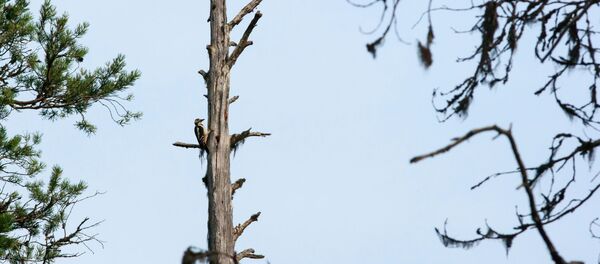 Дятел на сухом дереве - Sputnik Беларусь