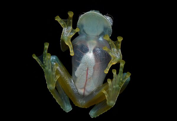 Стеклянная лягушка — полупрозрачное существо, обитающее в Южной Америке. Очень мелкое — всего 2-3 см. - Sputnik Беларусь