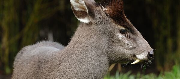 Хохлатый олень - Sputnik Беларусь