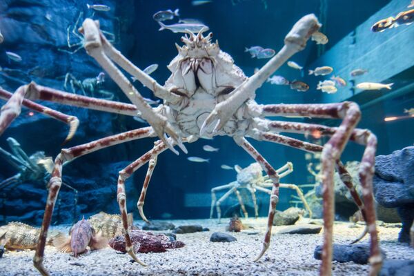 Японский краб-паук — один из самых крупных представителей членистоногих. Обитает в Тихом океане у побережья Японии на глубине от 50 до 300 метров. - Sputnik Беларусь