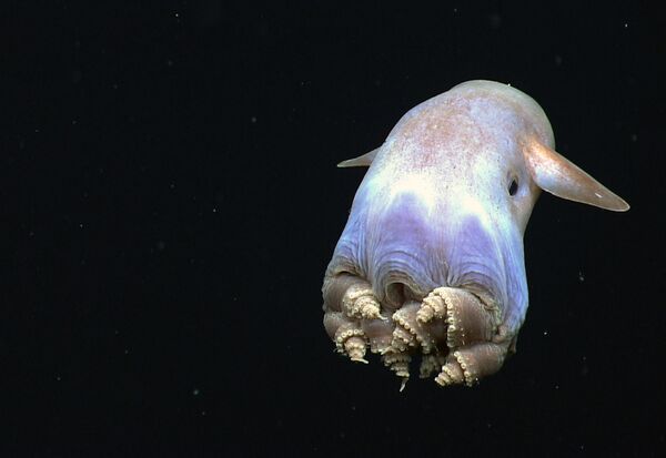 Гримпотевтис — глубоководный осьминог. Обитает на глубине океана до 7 тысяч метров! - Sputnik Беларусь