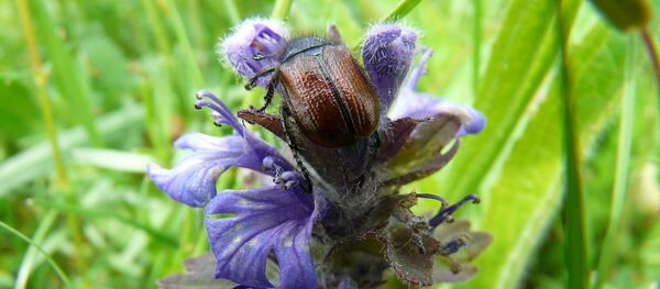 Майские жуки Майские жуки - Sputnik Беларусь