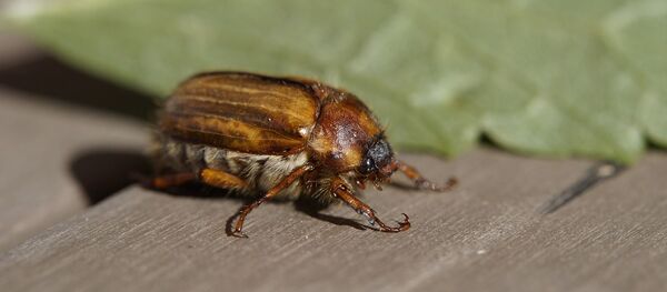 Майский жук Майский жук - Sputnik Беларусь