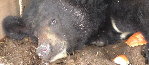 Цирковой мишка на грани выживания Цирковой мишка на грани выживания - Sputnik Беларусь