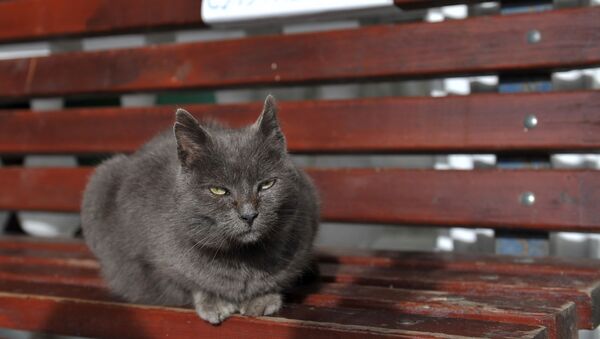 Кот сидит на скамейке - Sputnik Беларусь
