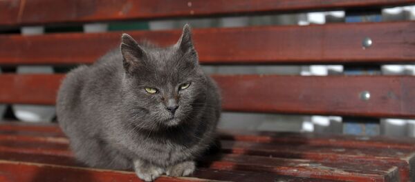 Кот сидит на скамейке - Sputnik Беларусь