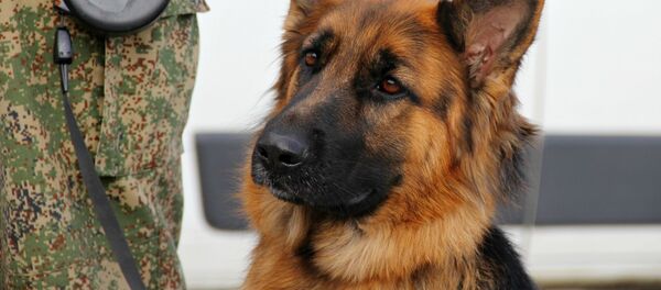 МУС расказала, якія службовыя сабакі будуць працаваць на Еўрапейскіх гульнях МУС расказала, якія службовыя сабакі будуць працаваць на Еўрапейскіх гульнях - Sputnik Беларусь
