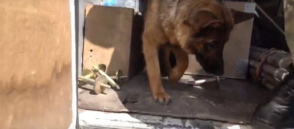 МУС паказала, як сабакі ахоўваюць стадыён Еўрапейскіх гульняў – відэа МУС паказала, як сабакі ахоўваюць стадыён Еўрапейскіх гульняў – відэа - Sputnik Беларусь