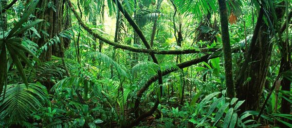 Джунгли, архивное фото - Sputnik Беларусь